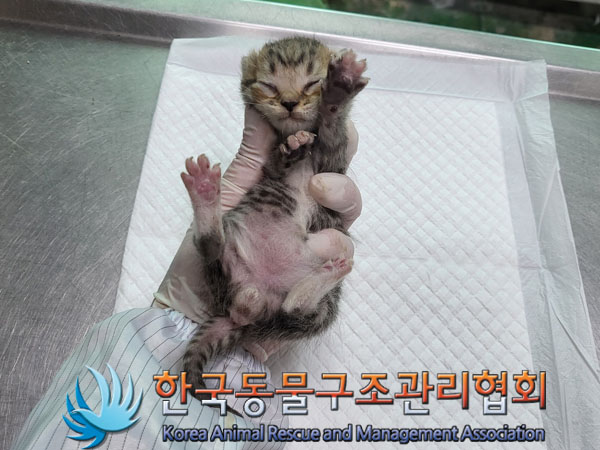 한국동물구조관리협회_411300202300221